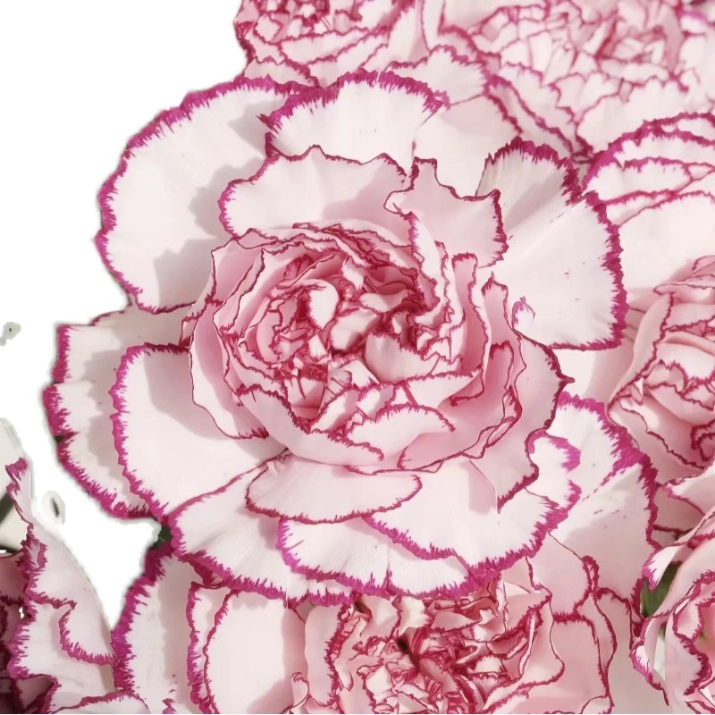 新森林紫精灵康乃馨顺丰快递稀少品种康乃馨鲜花顺丰空运 - 图3