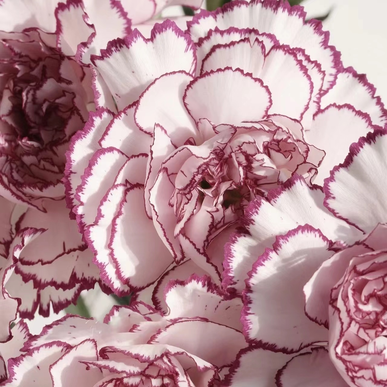 新森林紫精灵康乃馨顺丰快递稀少品种康乃馨鲜花顺丰空运 - 图2