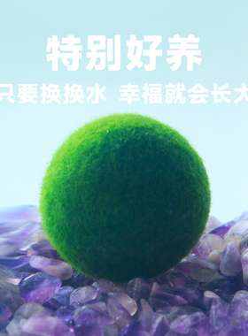 MARIMO马里莫幸福球藻海藻球植物