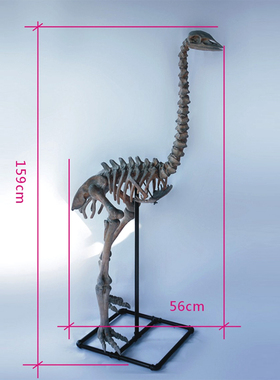 猛犸象翼龙骨架科普教学动物化石