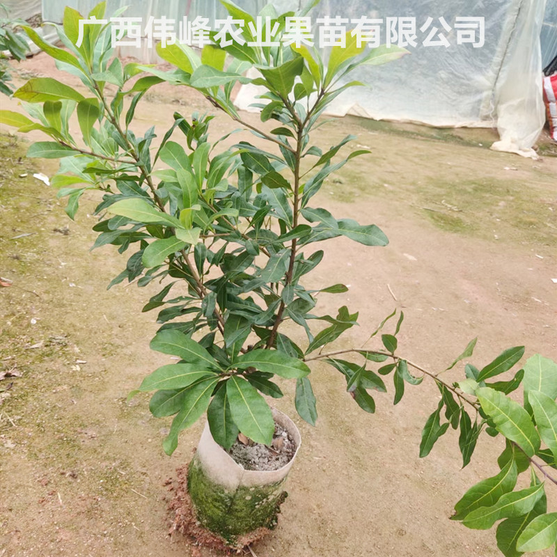 杨梅苗树嫁接大白梅东魁黑炭红梅盆栽果树南北方四季种植当年结果-图1