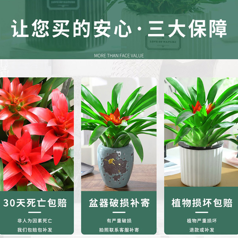 鸿运当头盆栽植物室内花卉红掌室内水培红运当头盆景净化空气绿植_虎窝淘