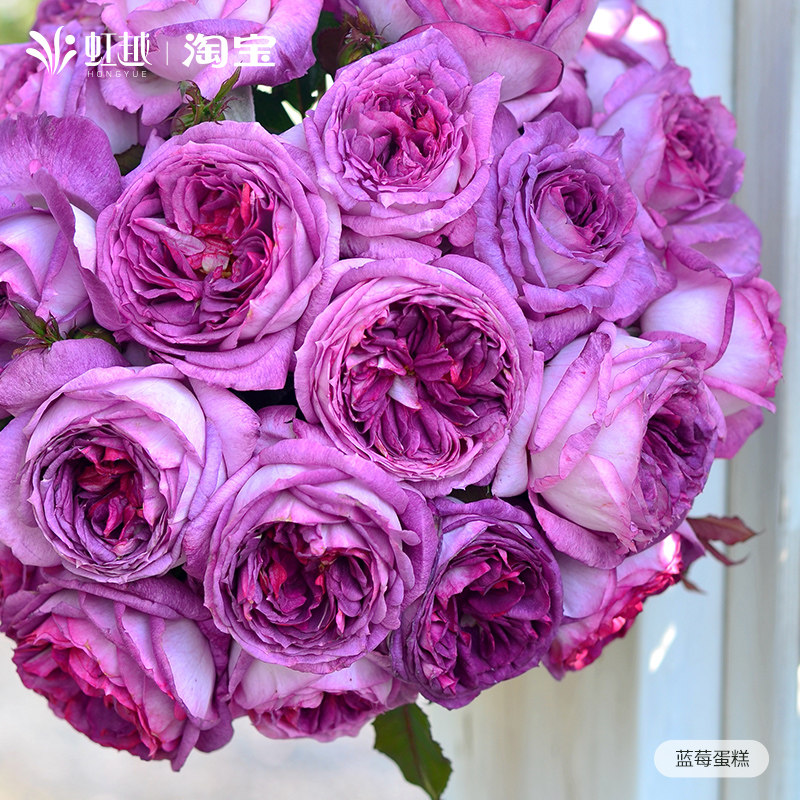 蓝莓蛋糕月季盆栽小苗名贵月季大苗灌木月季大花浓香庭院月季,淘宝优惠券,粉丝福利购,淘宝优惠卷