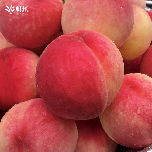 虹越桃树果苗盆栽南方北方种植阳台露台水蜜桃蟠桃黄桃油桃 - 图3