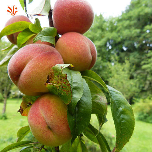 虹越桃树果苗盆栽南方北方种植阳台露台水蜜桃黄桃湖景蜜露 - 图1