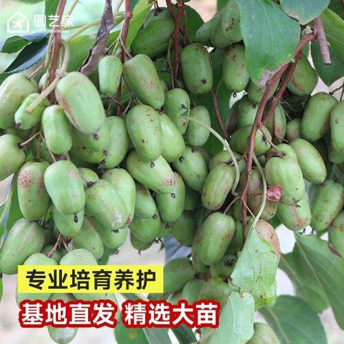 软枣猕猴桃树苗园艺家库库瓦伊赛庭院盆地栽耐寒爬藤多年生果树苗 - 图2