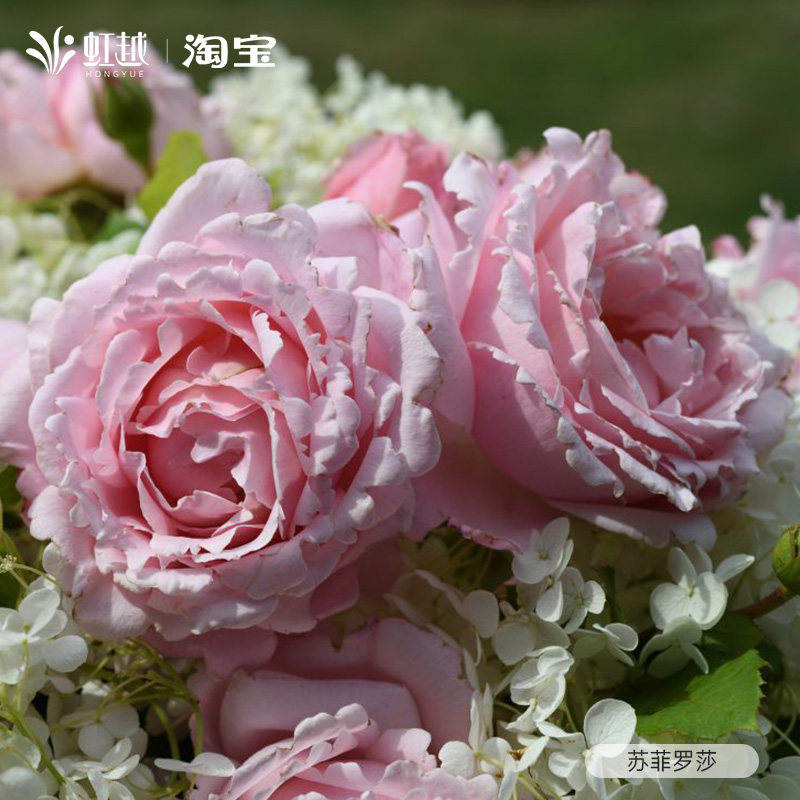 索菲罗莎月季特大花浓香型月季盆栽可藤可灌月季花苗小苗多季开花,淘宝优惠券,粉丝福利购,淘宝优惠卷