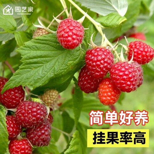 园艺家红树莓金秋黑莓双季掌叶覆盆子泡泡糖水果树苗地栽盆栽阳台 - 图0