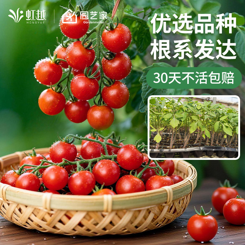 虹越园艺家番茄苗西红柿秧苗矮生甜蜜冰柱肥蛙绿手指甜开胃酒预卖,淘宝优惠券,粉丝福利购,淘宝优惠卷