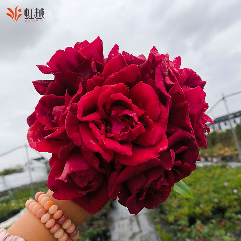 虹越可食用玫瑰花盆栽苗云南滇红墨红法国千叶紫枝玫瑰大朵可泡茶,淘宝优惠券,粉丝福利购,淘宝优惠卷