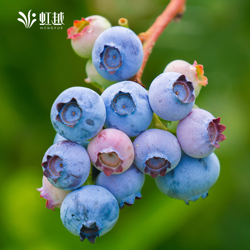 虹越蓝莓大树四季虹越盆栽庭院阳台南北方种植耐寒家庭水果树苗 - 图2