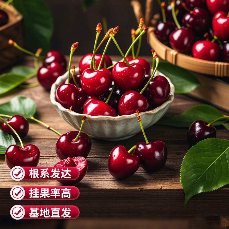 虹越果树裸根苗庭院地栽水蜜桃车厘子李子树西梅桃树苹果枇杷,淘宝优惠券,粉丝福利购,淘宝优惠卷