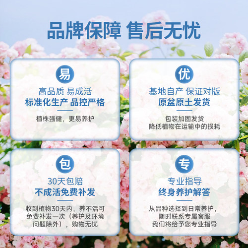 虹越粉色龙沙宝石蓝色阴雨朱丽叶月季花小苗盆栽爬墙藤本灌木 - 图3