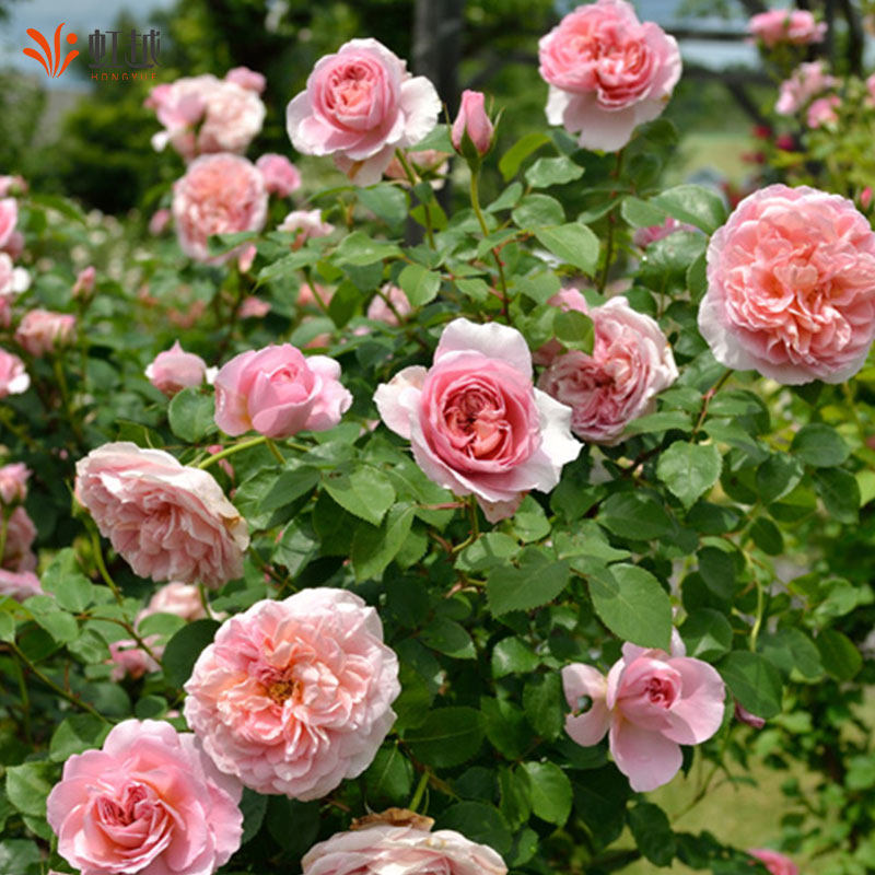 虹越舍农索城堡的女人们藤本月季玫瑰大花苗盆栽花园庭院好养浓香,淘宝优惠券,粉丝福利购,淘宝优惠卷