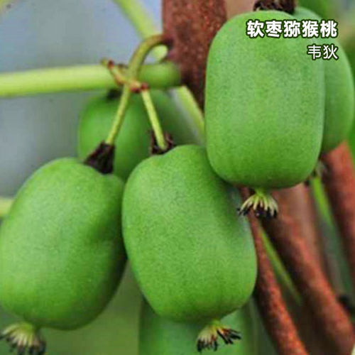 软枣猕猴桃树苗虹越库库瓦伊赛庭院盆地栽耐寒爬藤多年生水果树苗 - 图2