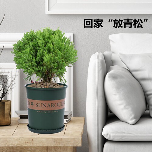 雾松盆栽雪松露水柏室外水松办公室四季常青绿植防辐射球形植物 - 图1