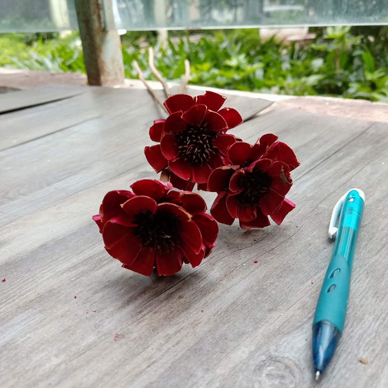 小茶花小梧桐原生态自然果壳组合装饰家居摆设艺术干花拍摄道具-图0