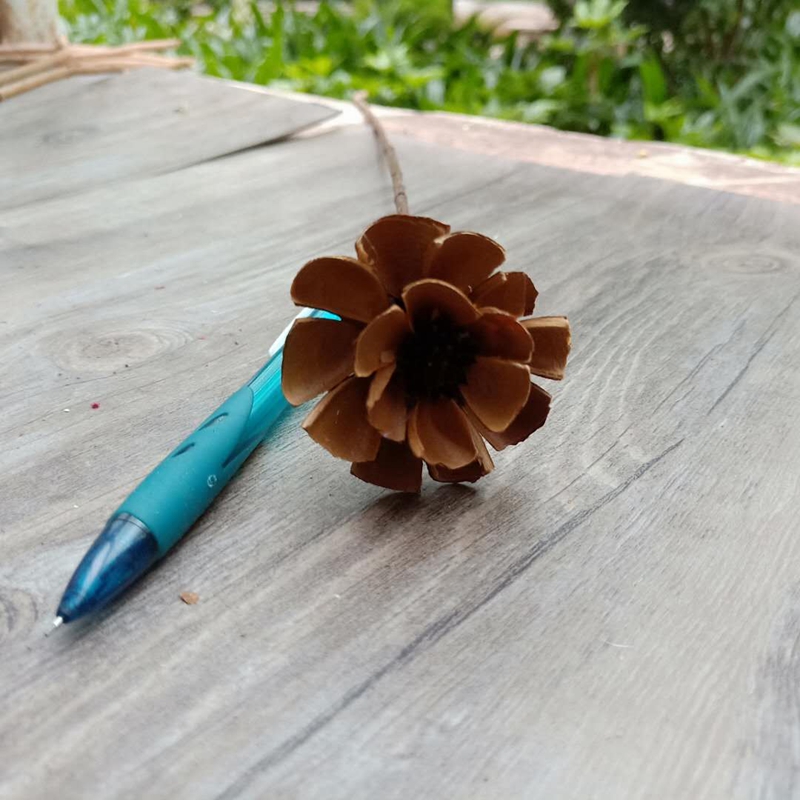 小茶花小梧桐原生态自然果壳组合装饰家居摆设艺术干花拍摄道具-图1