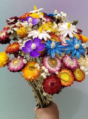 太阳花麦秆菊花真花风干