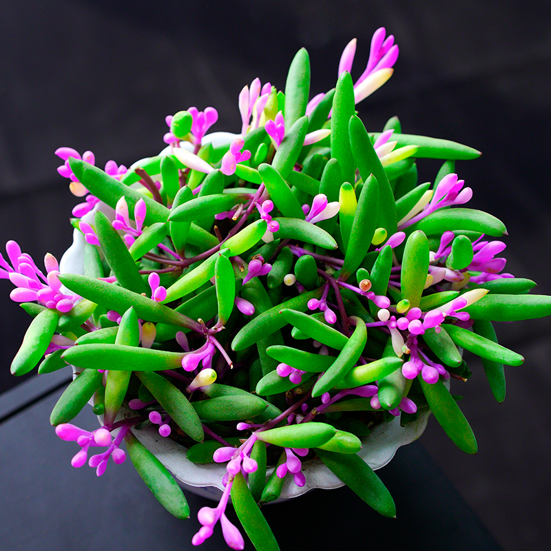 七彩紫玄月锦多肉植物室内盆栽大颗好养老桩群生多头花卉绿植吊兰