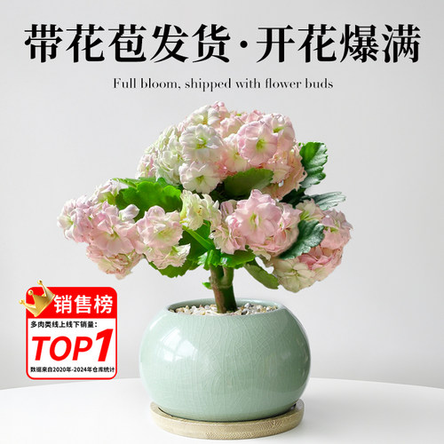 长寿花盆栽带花苞四季好养室内花卉绿植办公室桌面盆景重瓣大花苗 - 图0