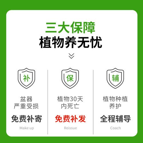 心叶球兰花卉绿植多肉植物桌面客厅办公室内小盆栽工位情人节礼物 - 图3