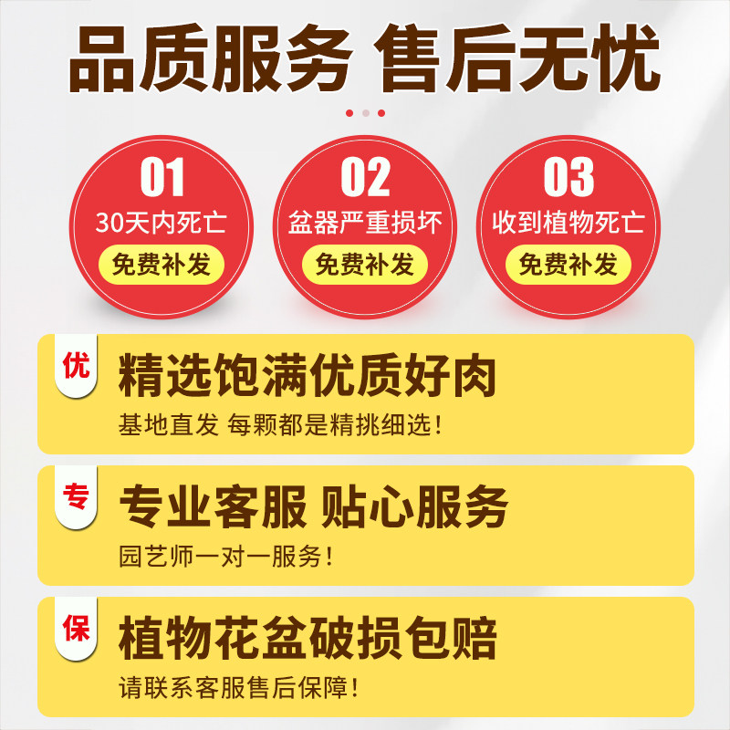 金枝玉叶小盆栽老桩多肉植物棒棒糖造型发财树幼儿园花卉绿植礼物,淘宝优惠券,粉丝福利购,淘宝优惠卷