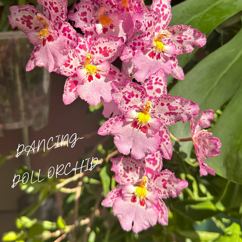 梦香文心兰豹斑宝石室内盆栽带花苞泰国香水浓香植物桌面绿植花卉,淘宝优惠券,粉丝福利购,淘宝优惠卷