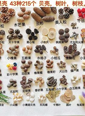 秋天果实果壳捡秋材料松塔松果树枝树叶贝壳幼儿园环创手工标本