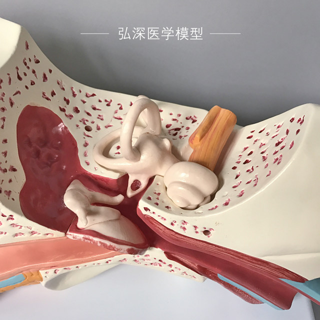 Multiple pieces of anatomical structure teaching model with amplified ear