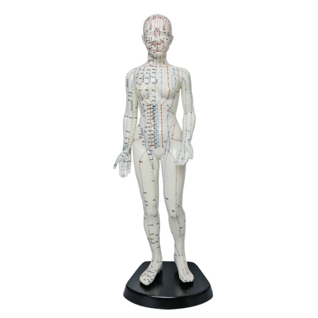 48cm high female acupuncture point model