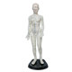 48cm high female acupuncture point model