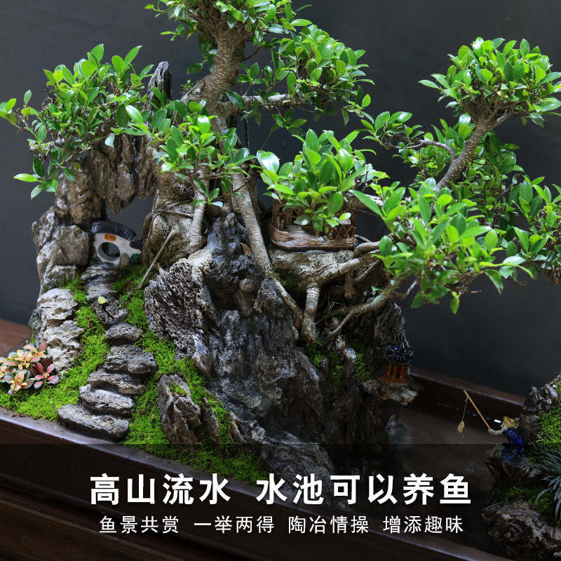 大型老桩榕树造型盆景树桩植物室内假山流水摆件风水庭院绿植盆栽,淘宝优惠券,粉丝福利购,淘宝优惠卷