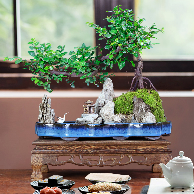 小叶雀梅树桩造型假山盆景植物老桩办公室内客厅绿植桌面盆栽好养-图0