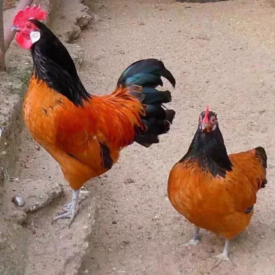 两头乌种蛋红色两头乌观赏鸡宠物鸡可孵化受精种蛋包纯种包受精率,淘宝优惠券,粉丝福利购,淘宝优惠卷