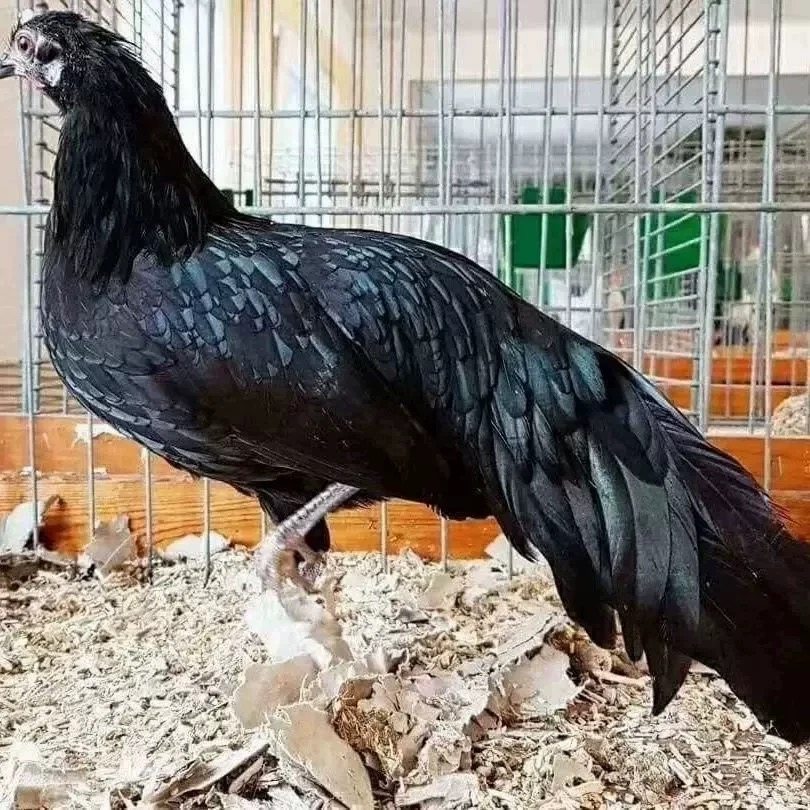 半斤脱温长尾鸡观赏鸡三色麻长尾凤鸡白鸡长尾鸡苗稀黄金鸡活苗,淘宝优惠券,粉丝福利购,淘宝优惠卷