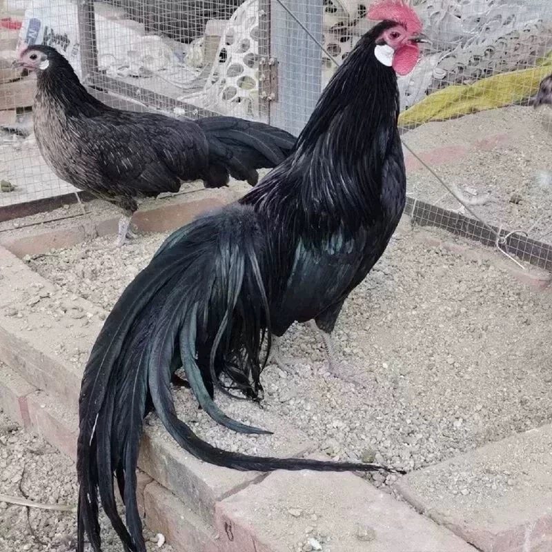 鲜蛋黑色长尾鸡种蛋可孵化受精蛋可孵化的宠物鸡蛋小型观赏鸡,淘宝优惠券,粉丝福利购,淘宝优惠卷