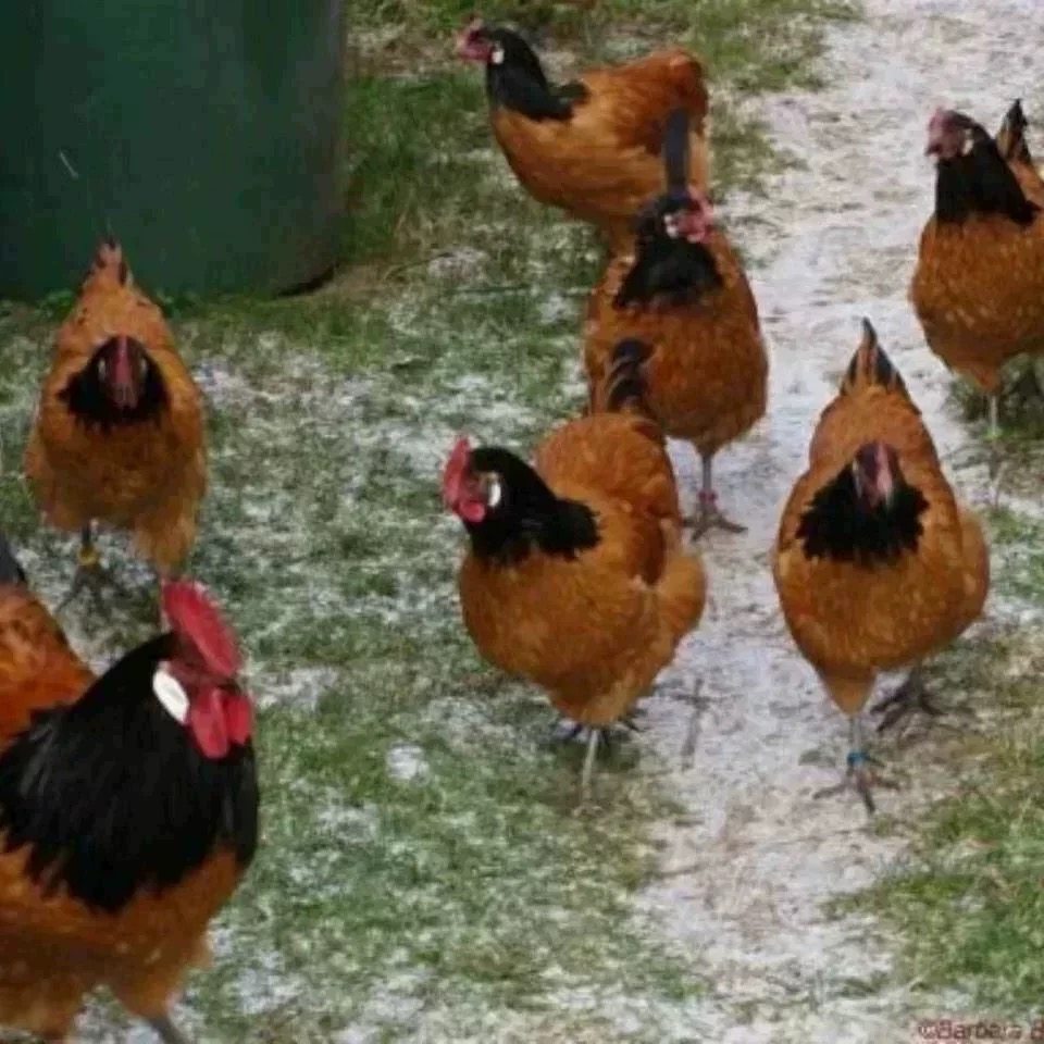 两头乌种蛋红色两头乌观赏鸡宠物鸡可孵化受精种蛋包纯种包受精率,淘宝优惠券,粉丝福利购,淘宝优惠卷