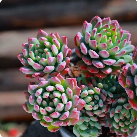 蓝苹果群生老桩多肉组合植物清仓多头大株超大阳台室内办公室盆栽 - 图2