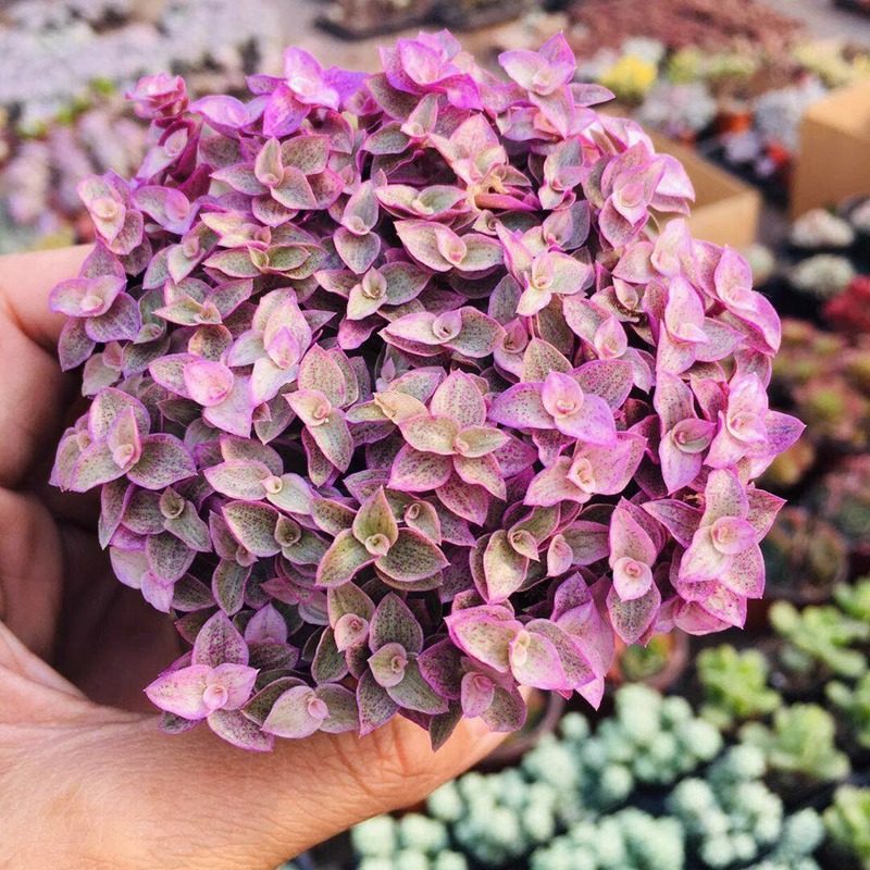 胭脂云多肉吊兰 小叶子油画四季好养植物盆栽小绿植室内花,淘宝优惠券,粉丝福利购,淘宝优惠卷