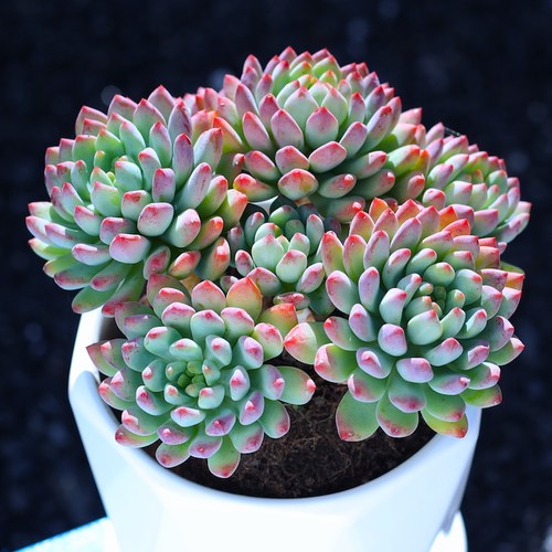 蓝苹果群生老桩多肉组合植物清仓多头大株超大阳台室内办公室盆栽 - 图0