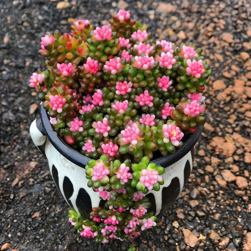 彩色红心浆果锦粉红多肉植物稀有品种盆景绿植栽好室内高端花卉,淘宝优惠券,粉丝福利购,淘宝优惠卷