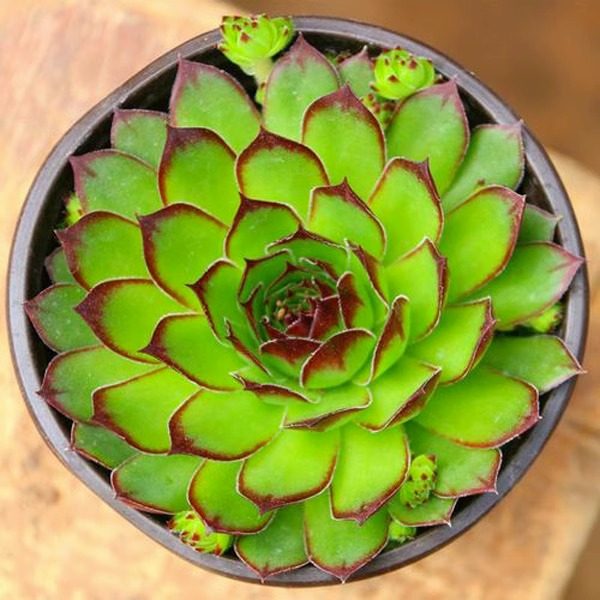 观音莲多肉植物室内超大好养盆栽大棵易爆盆多肉老桩盆景新手植物,淘宝优惠券,粉丝福利购,淘宝优惠卷