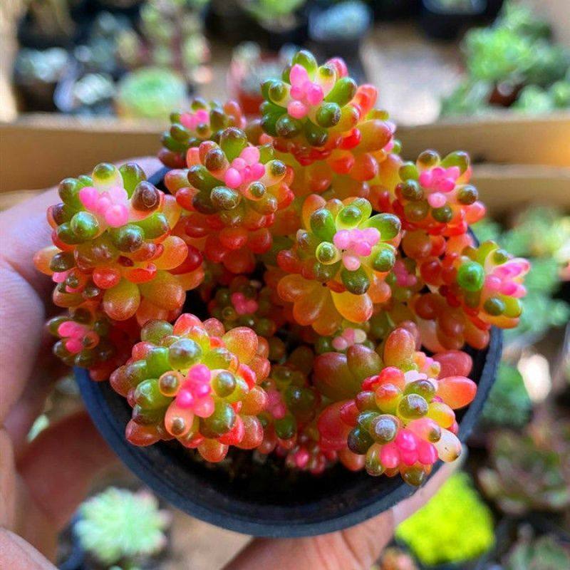 彩色红心浆果锦粉红多肉植物稀有品种盆景绿植栽好室内高端花卉,淘宝优惠券,粉丝福利购,淘宝优惠卷