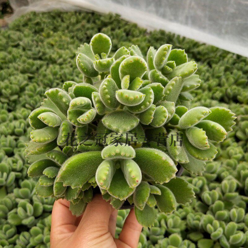 熊童子多肉植物不带盆土超大颗熊童子老桩熊掌花卉绿植盆栽办公室,淘宝优惠券,粉丝福利购,淘宝优惠卷