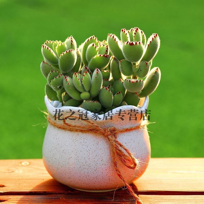 熊童子多肉植物不带盆土超大颗熊童子老桩熊掌花卉绿植盆栽办公室,淘宝优惠券,粉丝福利购,淘宝优惠卷