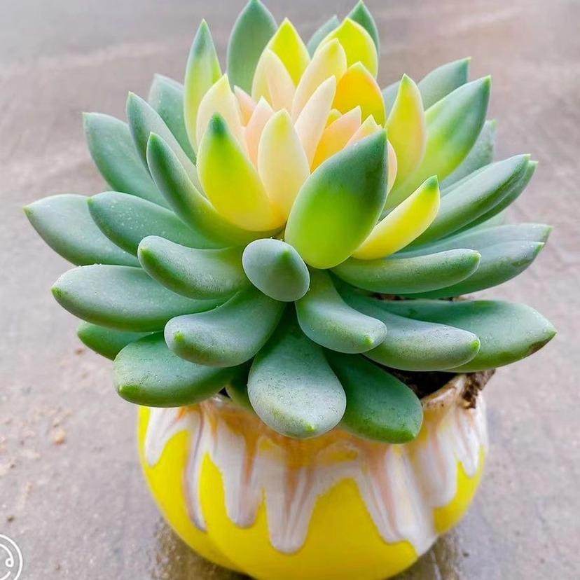 胖美人锦稀有贵货多肉植物花卉盆栽阳台绿植新手好养芦荟四季易活,淘宝优惠券,粉丝福利购,淘宝优惠卷