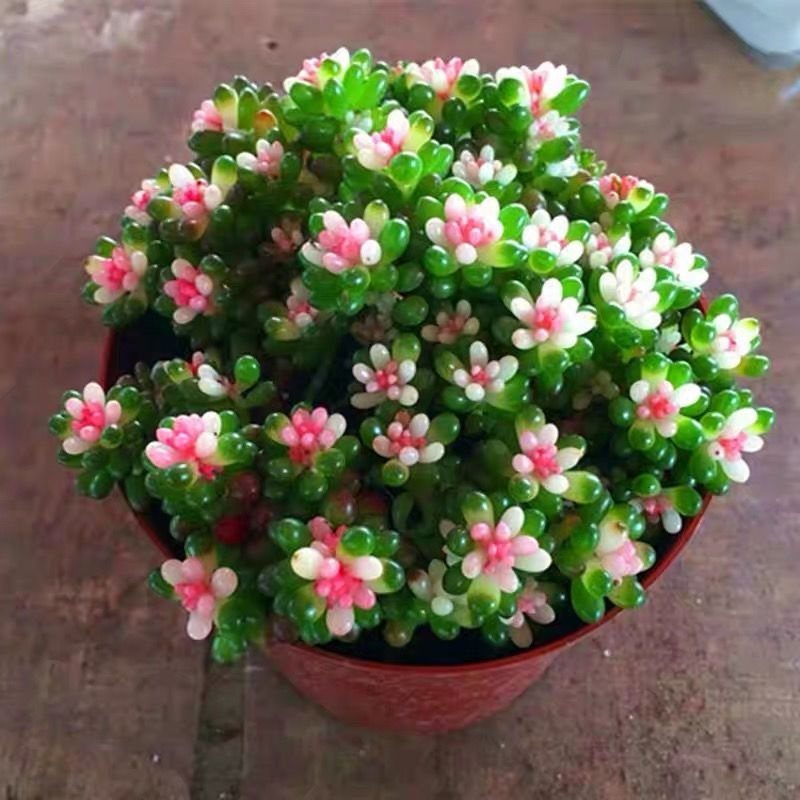 彩色红心浆果锦粉红多肉植物稀有品种盆景绿植栽好室内高端花卉,淘宝优惠券,粉丝福利购,淘宝优惠卷