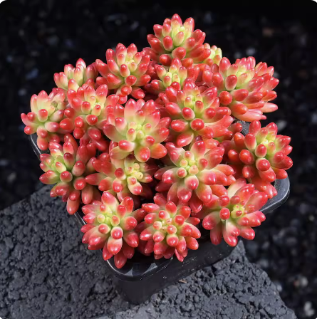 虹之玉 多肉植物老桩红浆果四季好养室内阳台桌面盆栽红色植物,淘宝优惠券,粉丝福利购,淘宝优惠卷