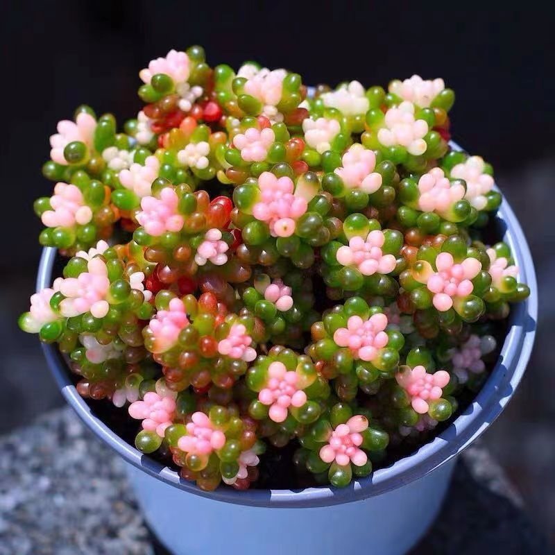 彩色红心浆果锦粉红多肉植物稀有品种盆景绿植栽好室内高端花卉,淘宝优惠券,粉丝福利购,淘宝优惠卷